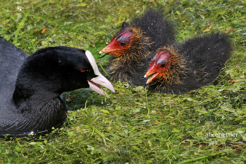 Bl__sshuhn _Fulica atra_ 2.JPG